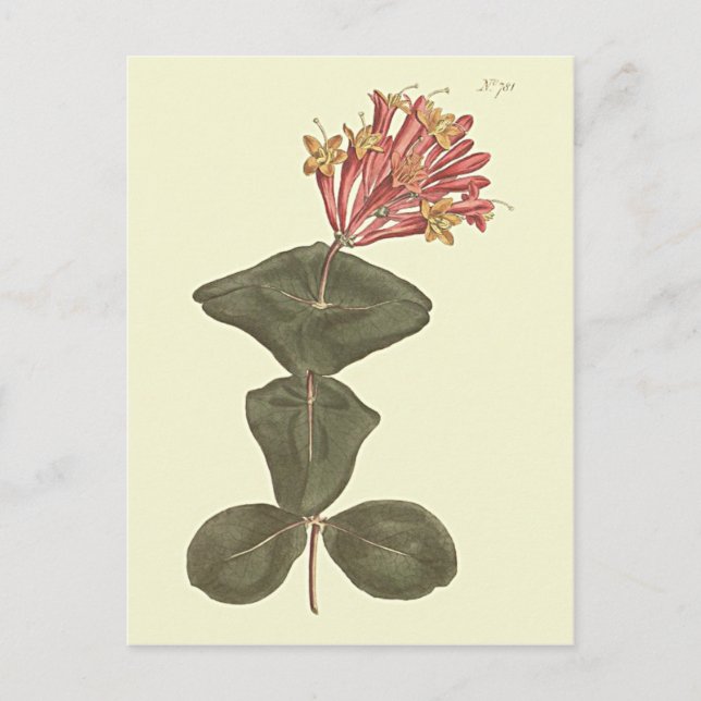 Great Trumpet Honeysuckle Botanical Illustration Postcard (Front)