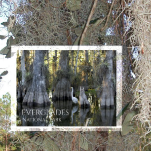 Great White Egret, Bald Cypress, Everglades NP Postcard