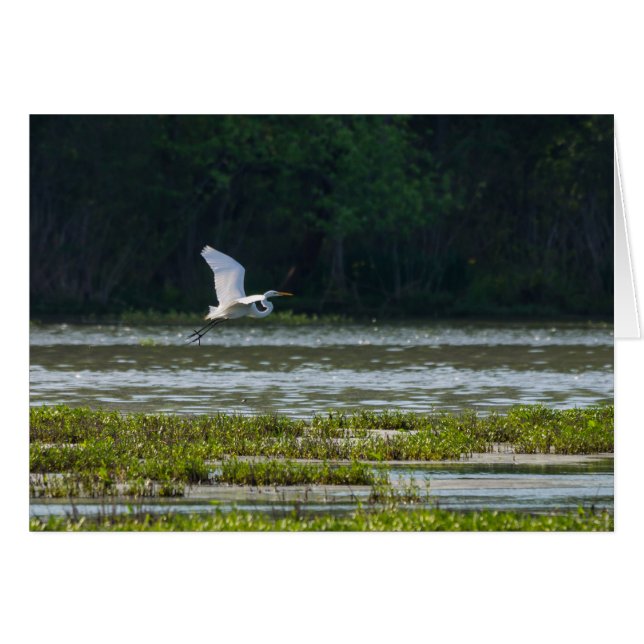 Great White Egret Flying (Front Horizontal)