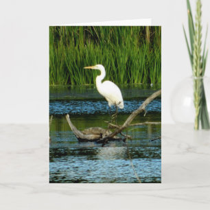 Great White Egret Greeting Card (Blank)