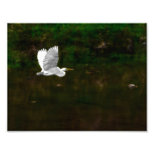 Great White Egret in Flight Over River Photo Print