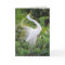 Great White Egret Love Dance