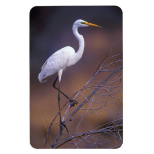Great white egret magnet