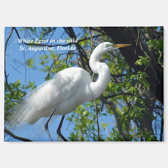 Great White Egret Magnet (Front)