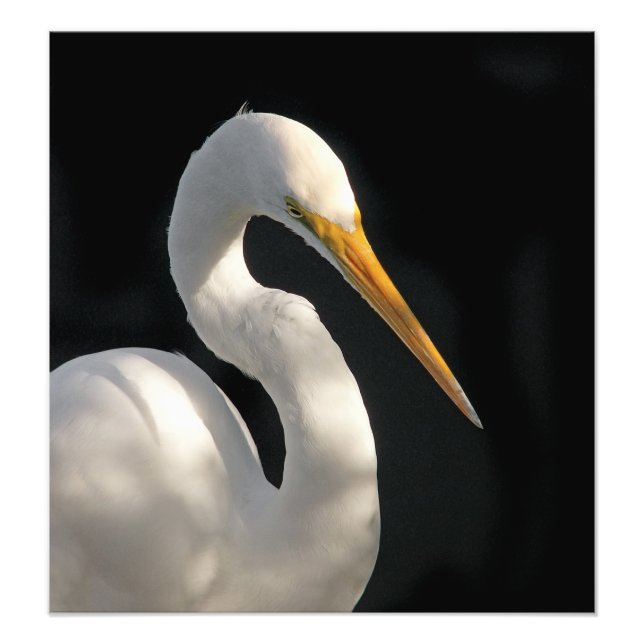 Great White Egret Portrait. Photo Print (Front)