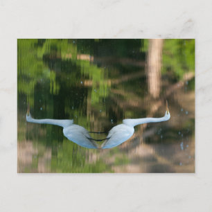 Great White Egret Postcard