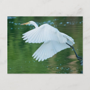 Great White Egret Postcard