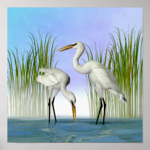 Great White Egrets Poster