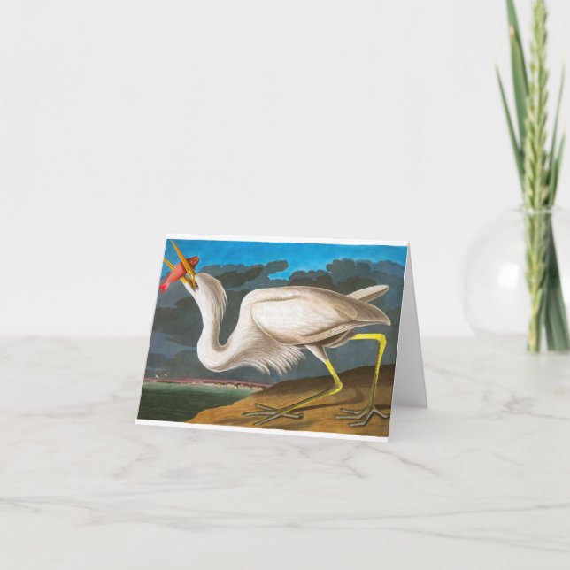 Great White Heron by John James Audubon Thank You Card (Front)