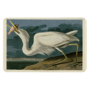 Great White Heron, from Audubon's Birds of America Magnet