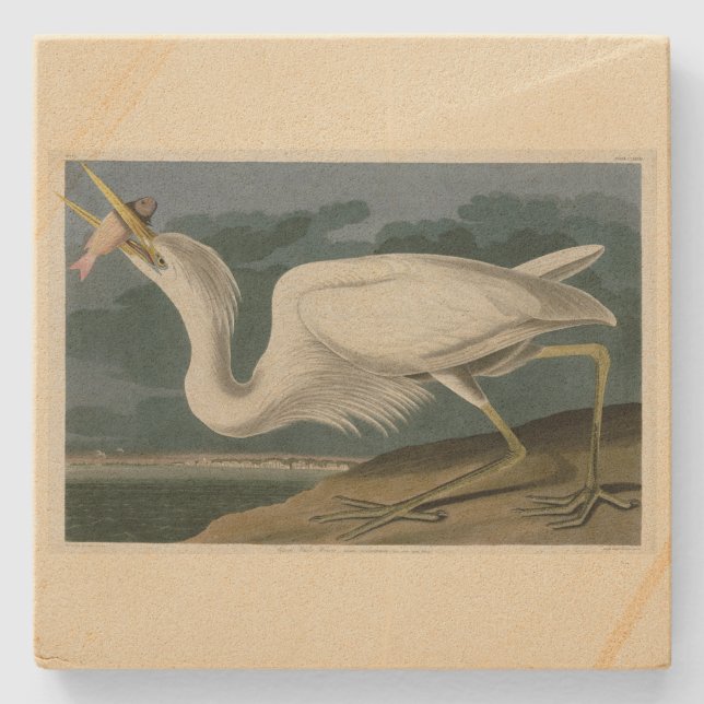 Great White Heron, from Audubon's Birds of America Stone Coaster (Front)