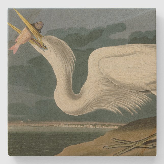 Great White Heron, from Audubon's Birds of America Stone Coaster (Front)