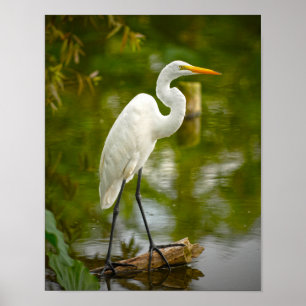 Great White Heron on a Log Photograph Poster