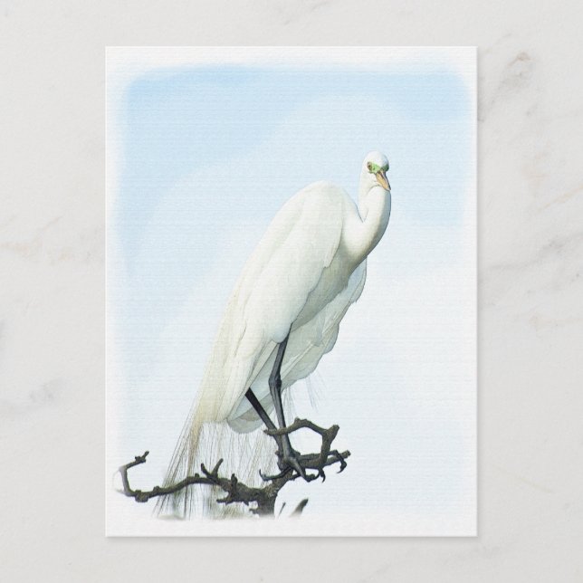 Great White Heron Portrait Animal Photography Postcard (Front)