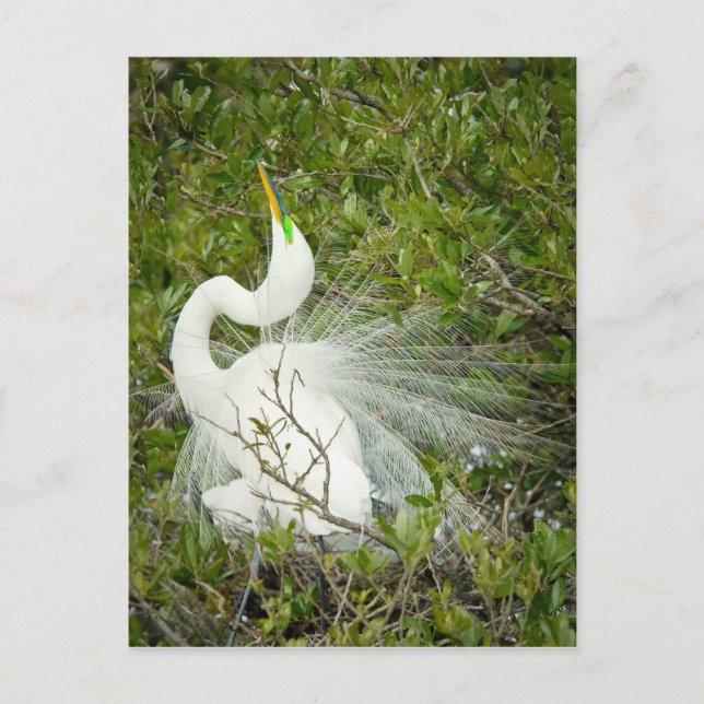 Great White Heron Pose Photograph Postcard (Front)