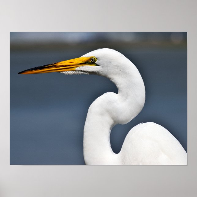 Great white heron poster (Front)