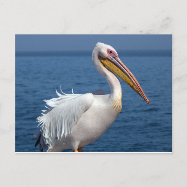 Great white pelican postcard (Front)
