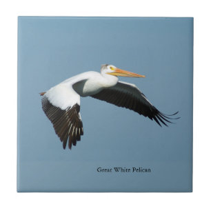Great white Pelican sky tile