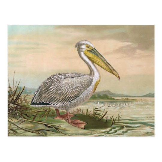 Great White Pelican Vintage Bird Illustration Postcard