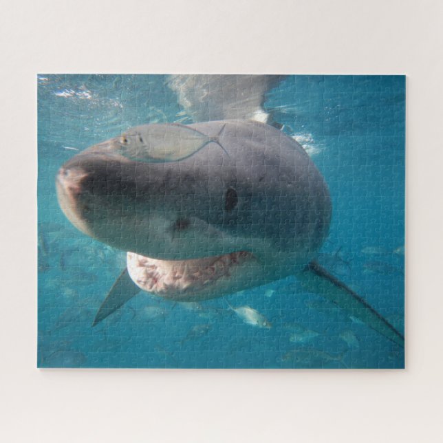 Great White Shark, 520 pieces Jigsaw Puzzle (Horizontal)