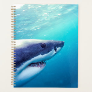 Great White Shark   Afrique du Sud