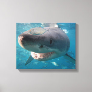 Great White Shark Close-Up Portrait Canvas Print