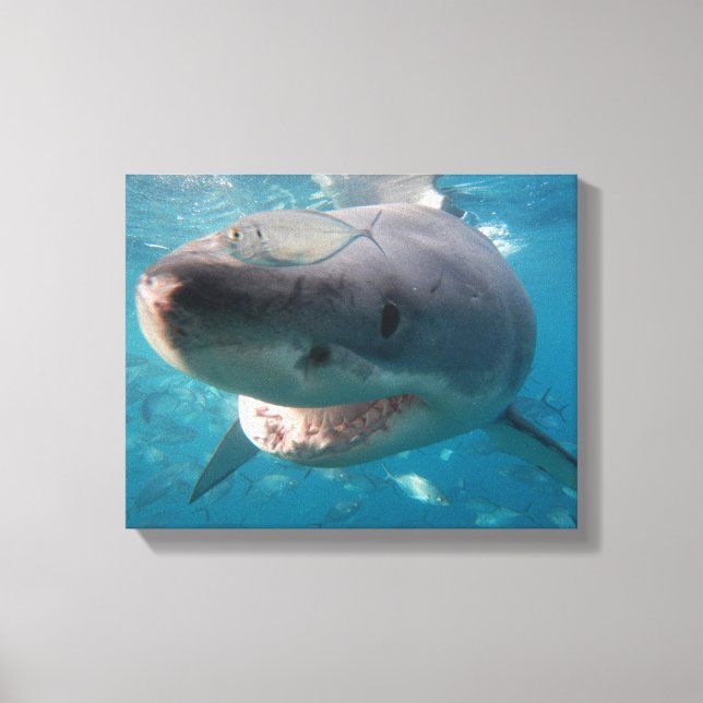 Great White Shark Close-Up Portrait Canvas Print (Front)