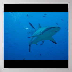 Great White Shark Fish Water Surf Swim Fin Grey Poster