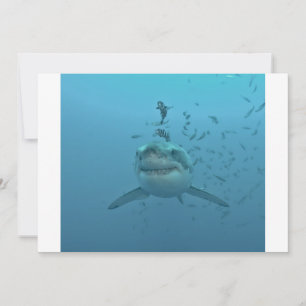Great White Shark Isla Guadalupe