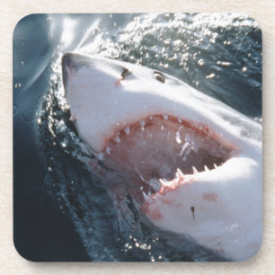 Great White Shark on sea Coaster