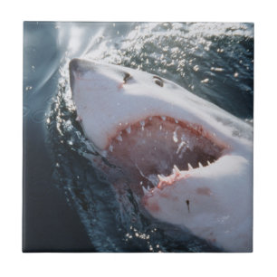 Great White Shark on sea Tile