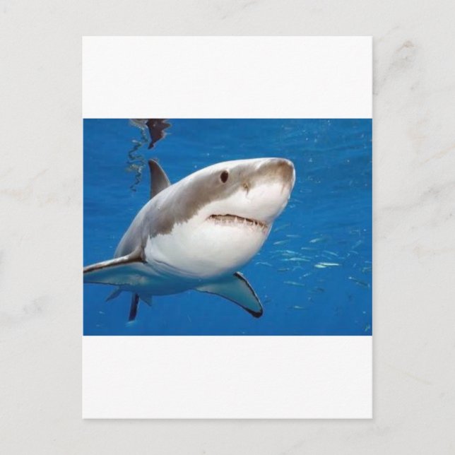 Great White Shark Postcard (Front)