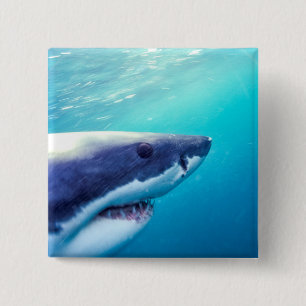 Great White Shark   South Africa 2 Inch Square Button