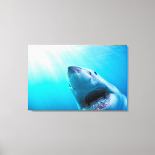Great White Shark South Africa Canvas Print