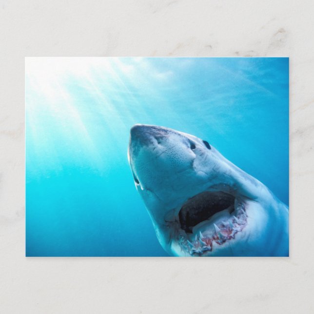 Great White Shark | South Africa Postcard (Front)