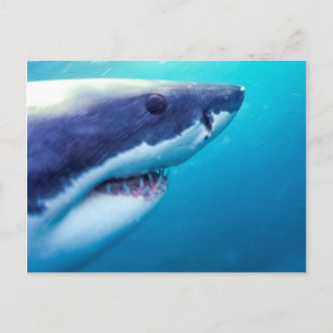 Great White Shark   South Africa Postcard