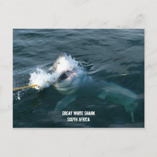 Great White Shark - South Africa Postcard