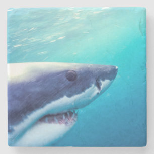 Great White Shark   South Africa Stone Coaster