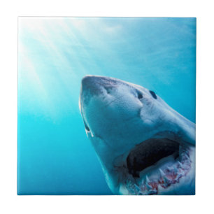 Great White Shark   South Africa Tile