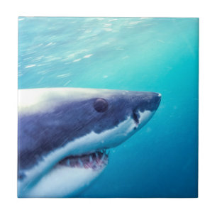 Great White Shark   South Africa Tile