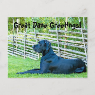 GreatDaneGreetingsPostcard Postcard