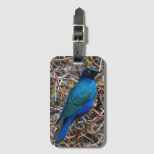 Greater Blue Eared Starling bird Luggage Tag
