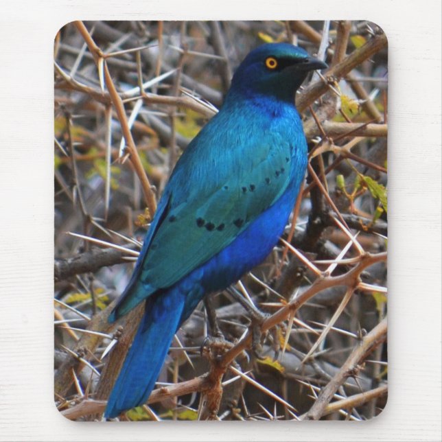 Greater Blue Eared Starling bird Mouse Pad (Front)