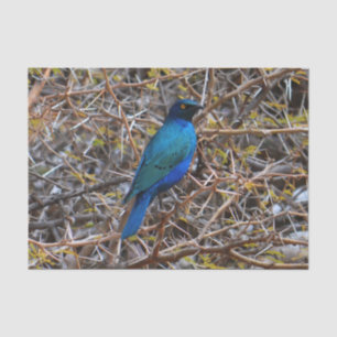 Greater Blue Eared Starling Tissue Paper