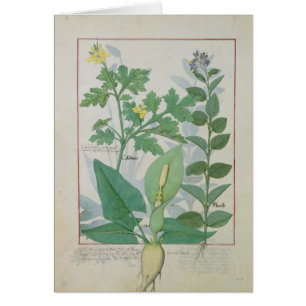 Greater Celandine or Poppy