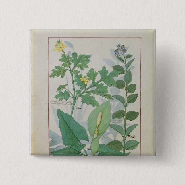 Greater Celandine or Poppy 2 Inch Square Button (Front)