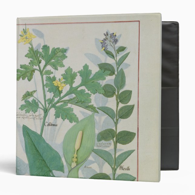 Greater Celandine or Poppy Binder (Front/Inside)