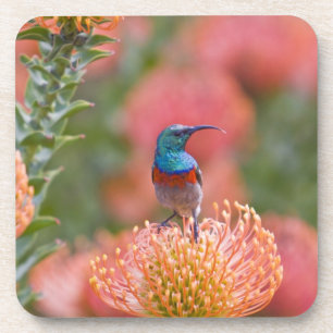 Greater Double-collared Sunbird Coaster