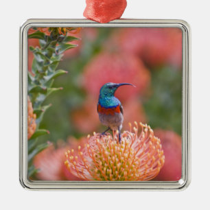 Greater Double-collared Sunbird Metal Ornament