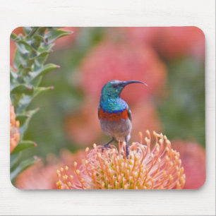 Greater Double-collared Sunbird Mouse Pad